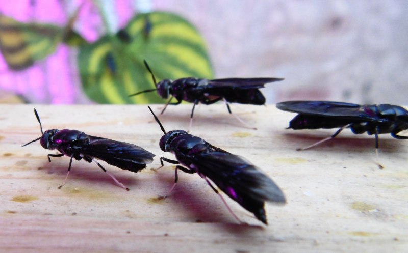 Цикл развития мухи черная львинка