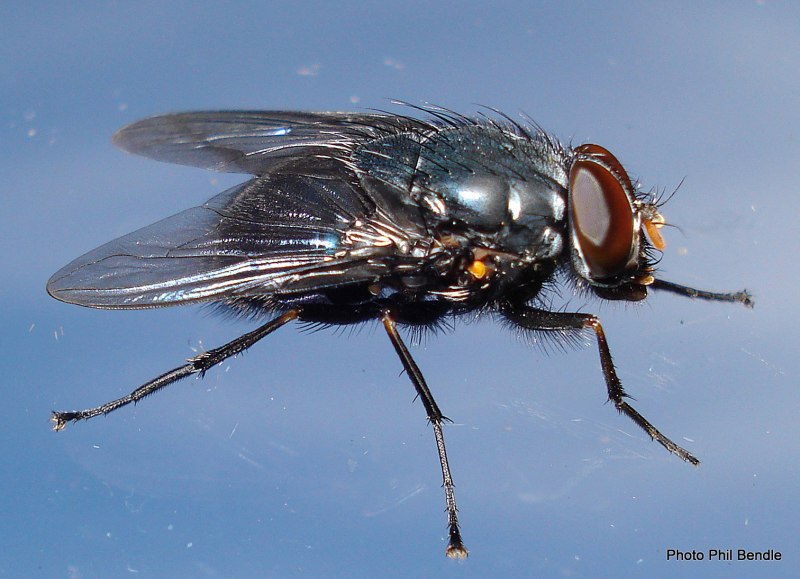 Муха черная львинка