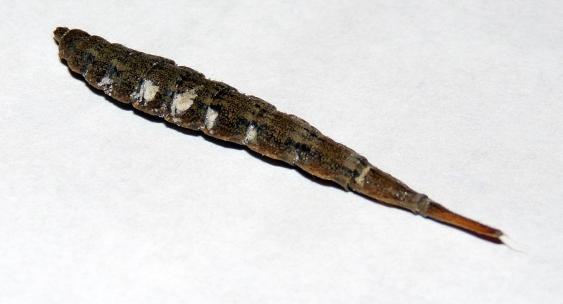 Личинки черной львинки