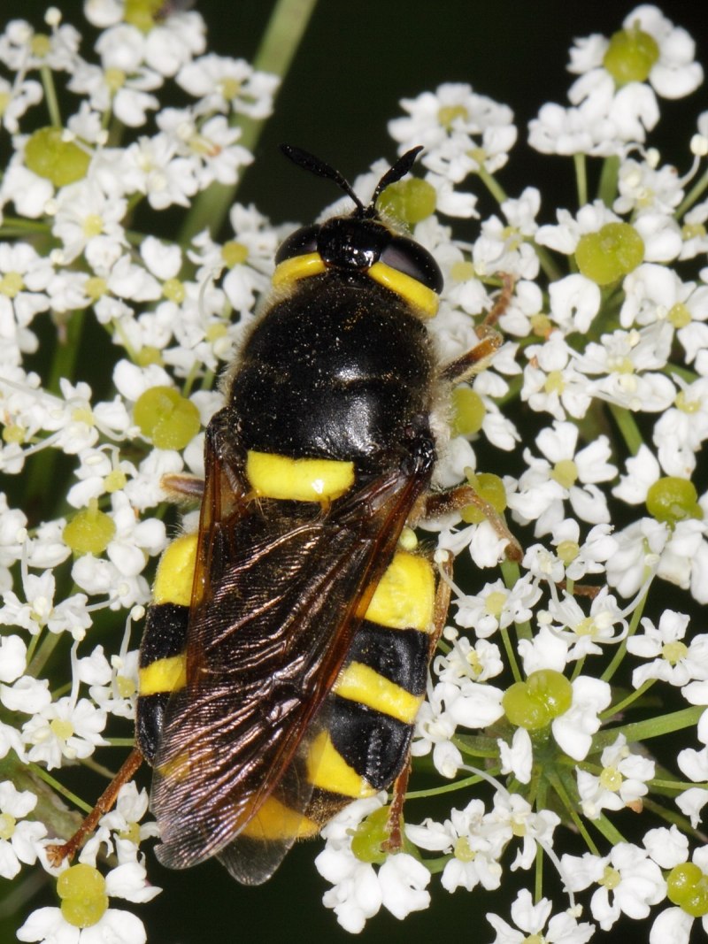 Муха черная львинка