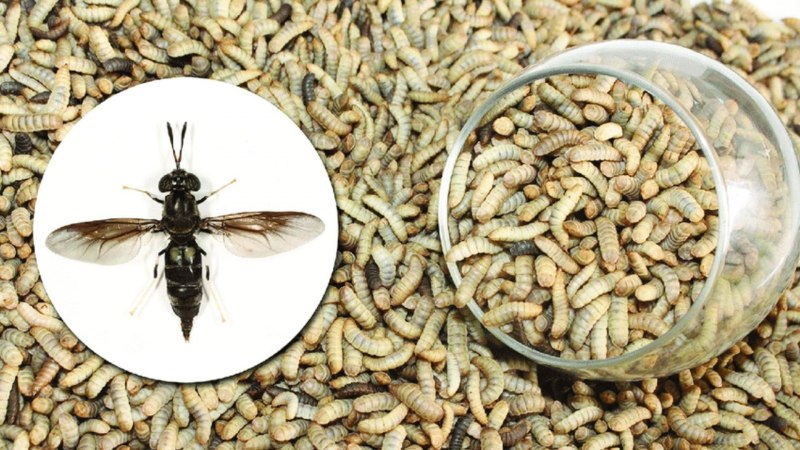 Личинки черной львинки