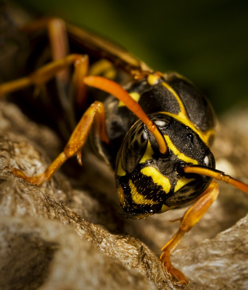 Оса Сколия гигант гнездо