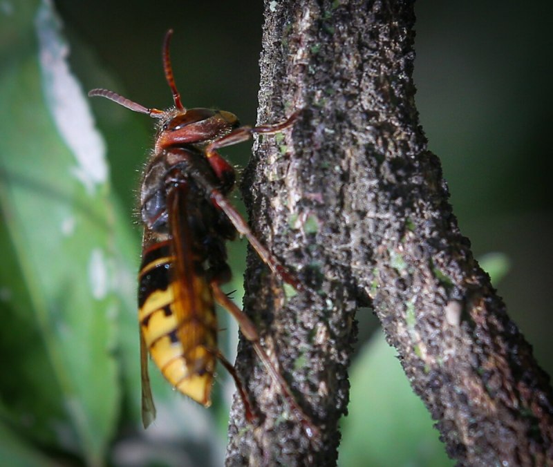 Муравьиный Шершень