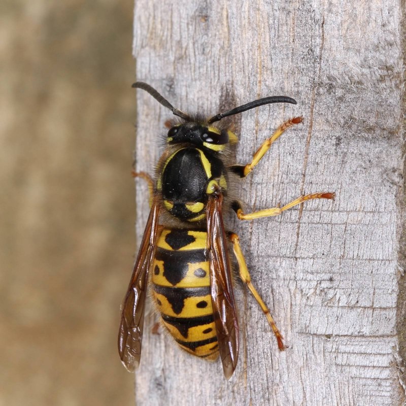 Шершень в траве