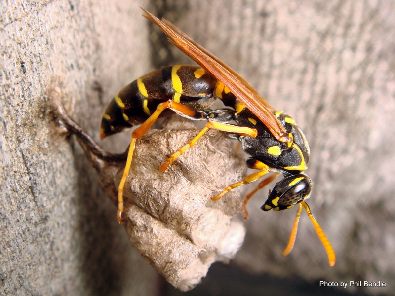 Голова шершня