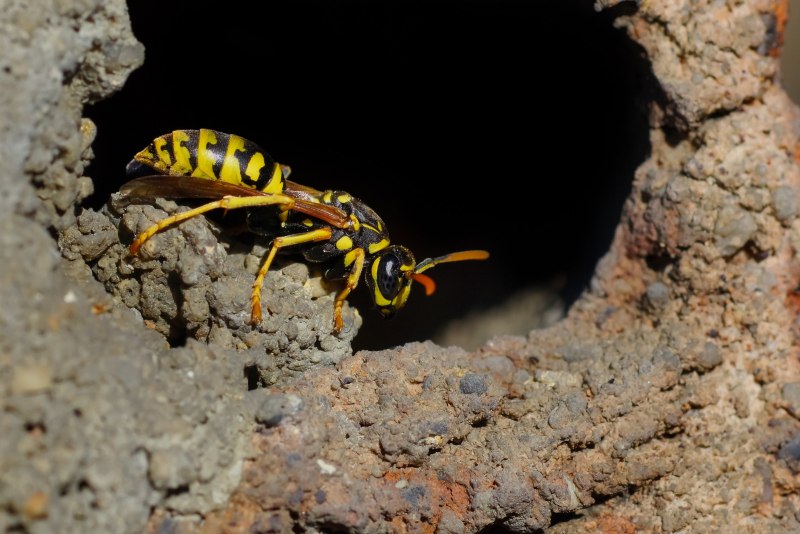 Оса Сколия гигант гнездо