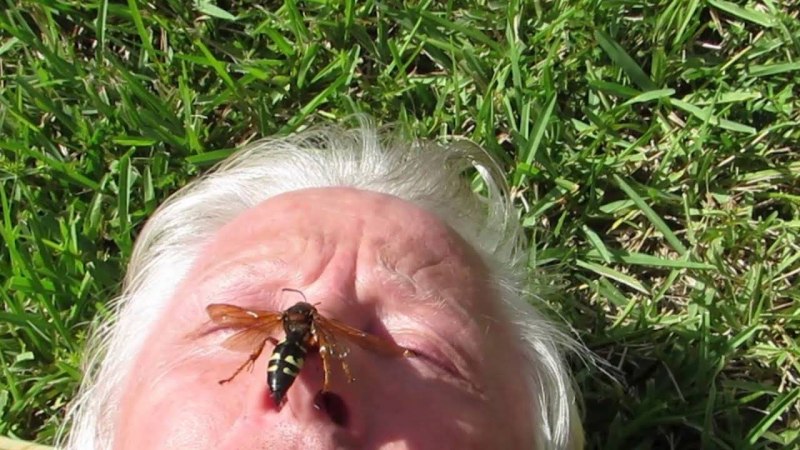 Слепень Оса пчела