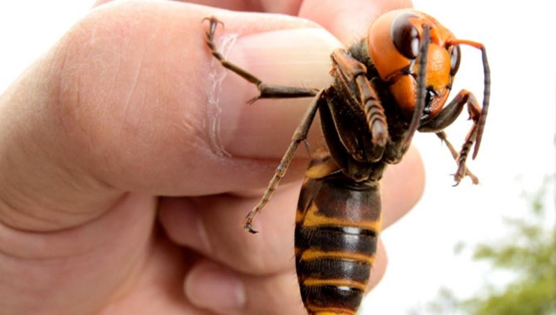 Оса Германская Vespula Germanica
