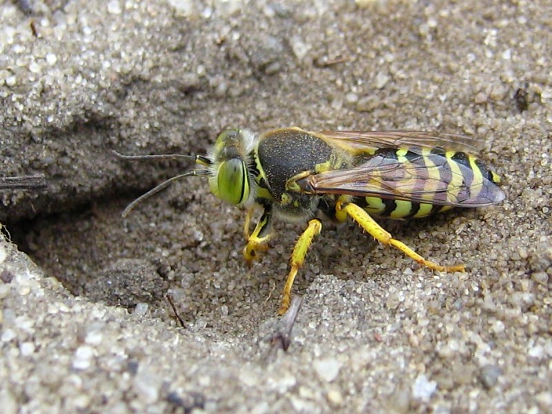 Ослиная Оса