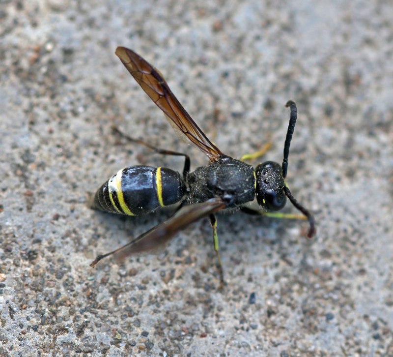 Девятерик Шершень