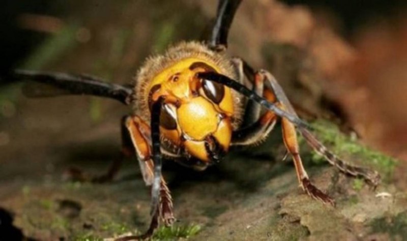 Шершень Сибирский