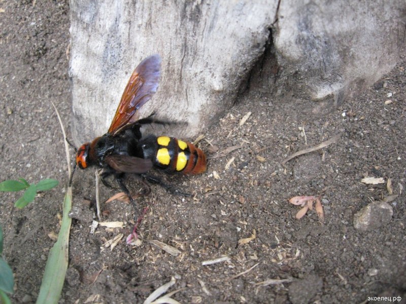 Пчела Сколия гигантская