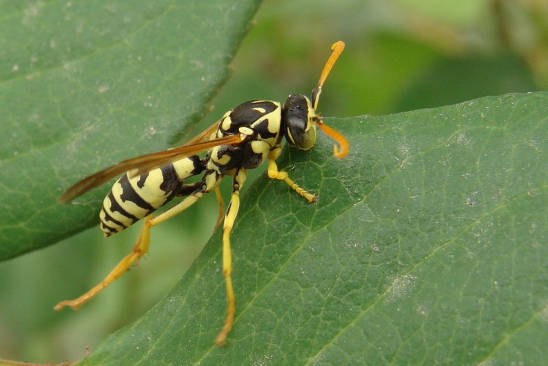 Vespa mandarinia Шершень
