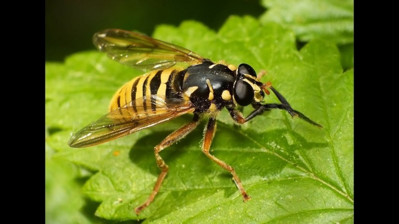 Азиатский Шершень