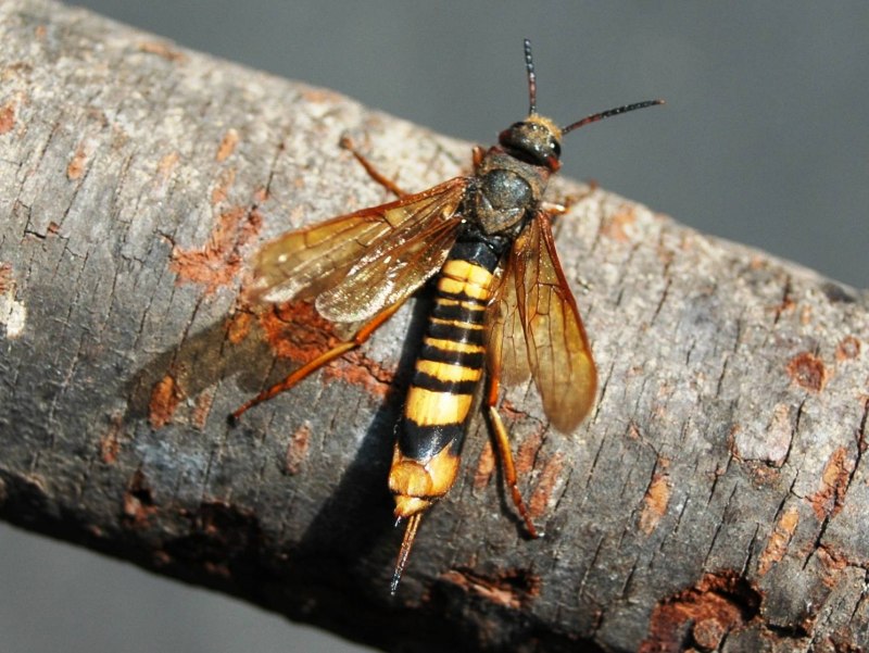 Vespa mandarinia Шершень