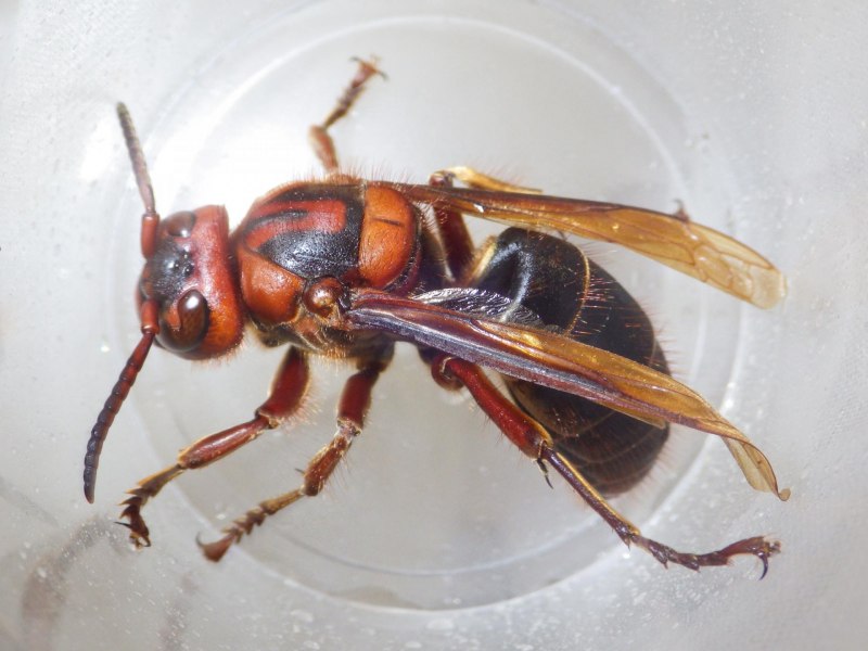 Vespa mandarinia Шершень укус