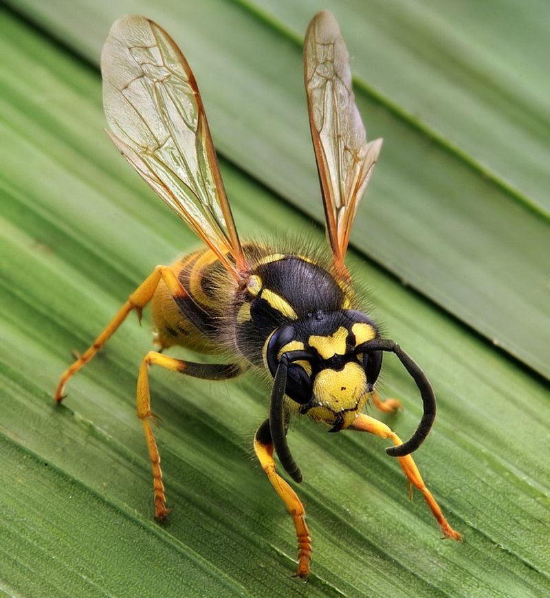 Шершень Дыбовского