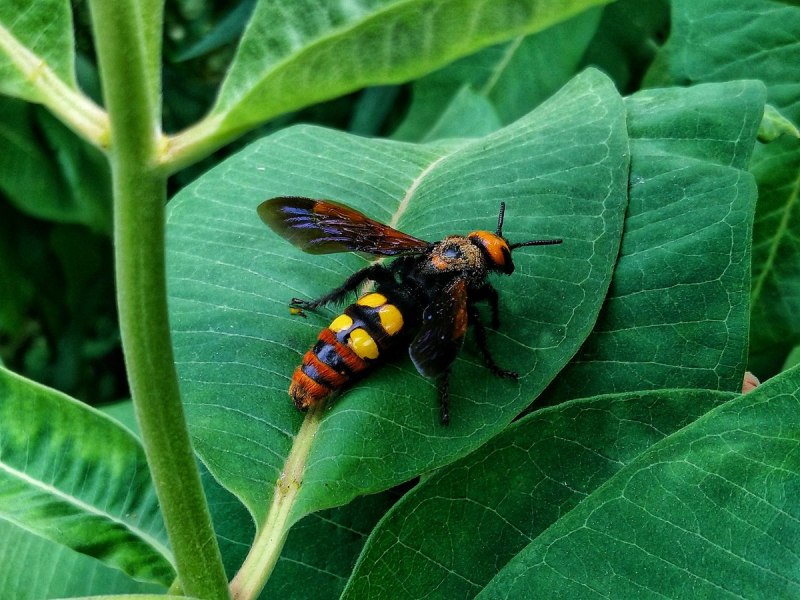 Оса обыкновенная