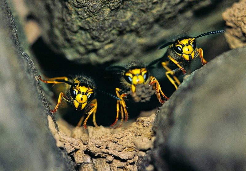 Серейский Шершень