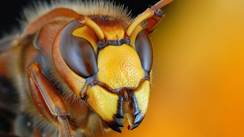 Королевский Шершень