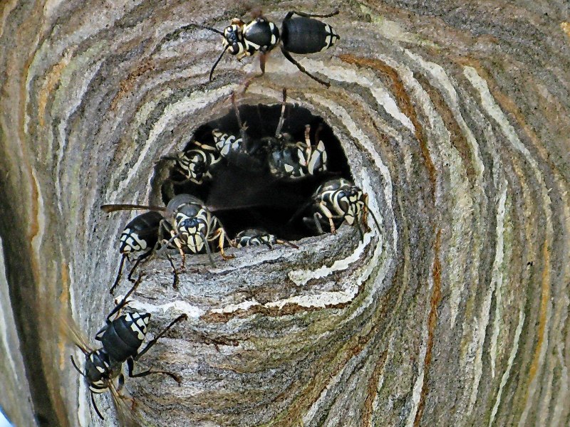 Пчелы осы Шершни