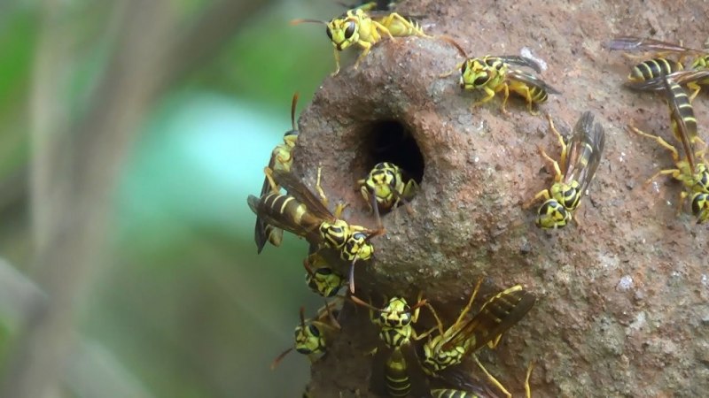 Оса Сколия укус