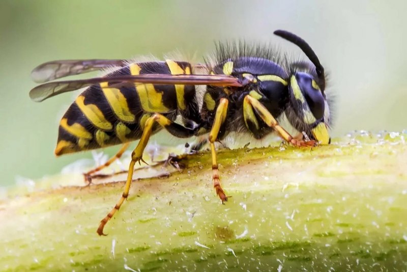 Оса Шершень Шершень пчела