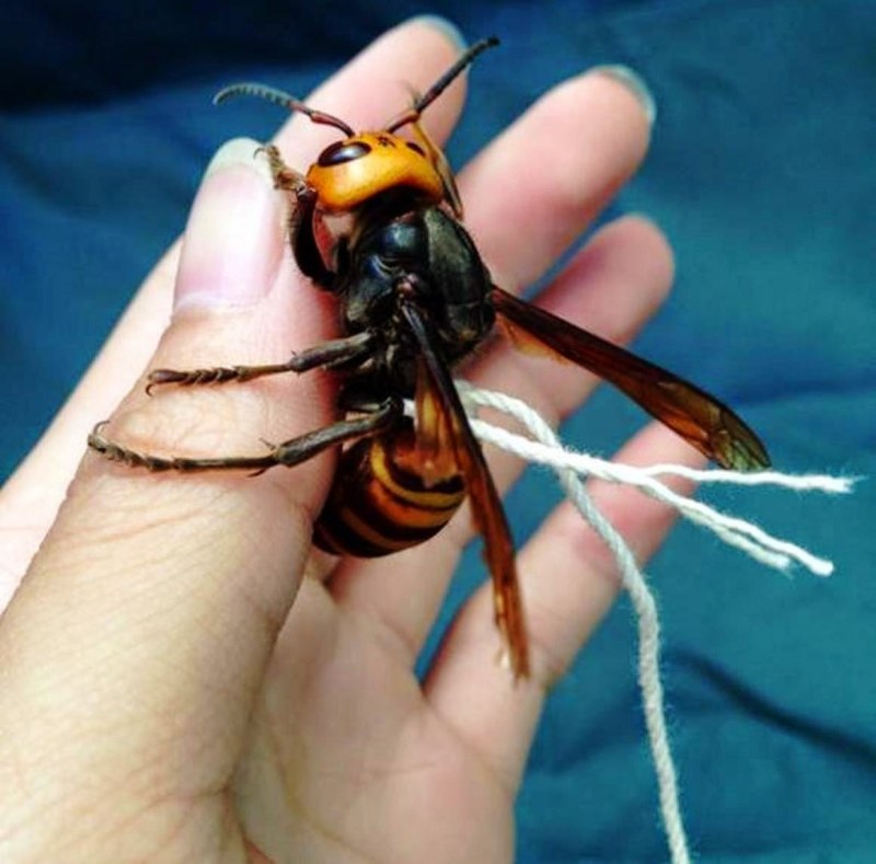 Оса ТАРАНТУЛОВОГО ястреба