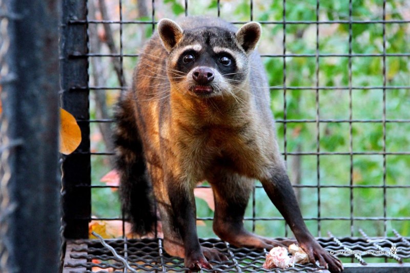 Тресмариасский енот