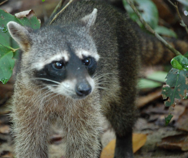 Енот гваделупский енот