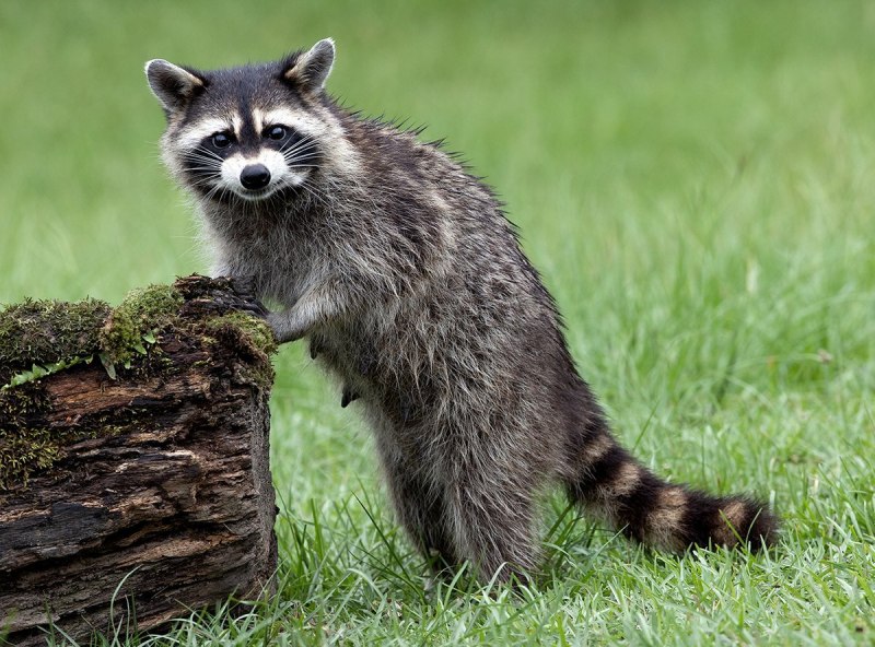 Енот полоскун енот полоскун