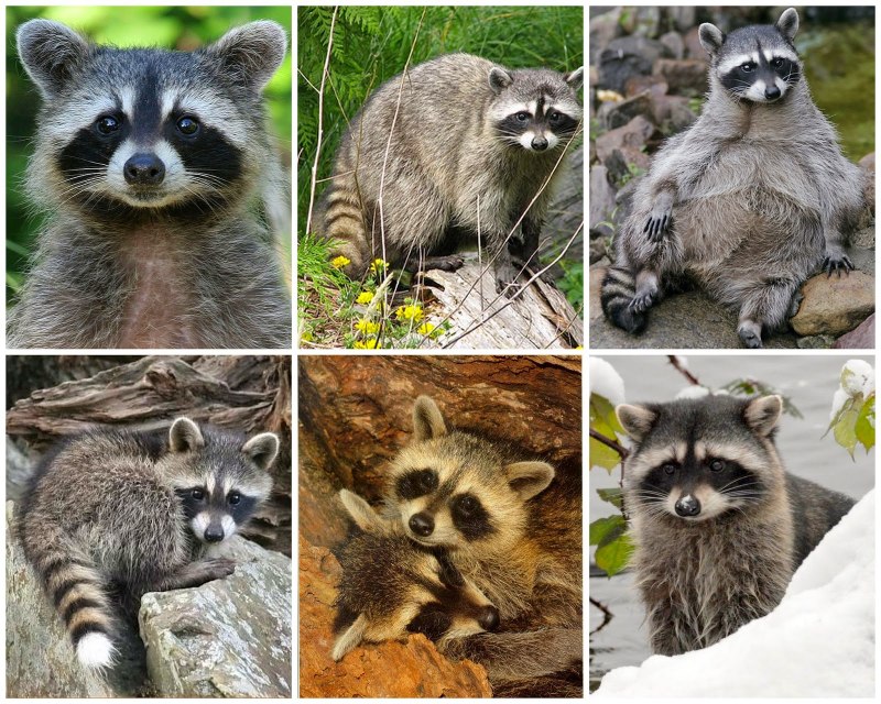 Енот Ракоед АГУАРА