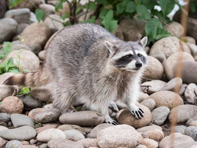 Енот кавказский