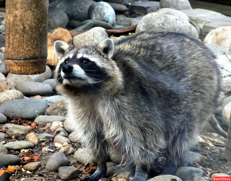 Енот Ракоед и енот полоскун
