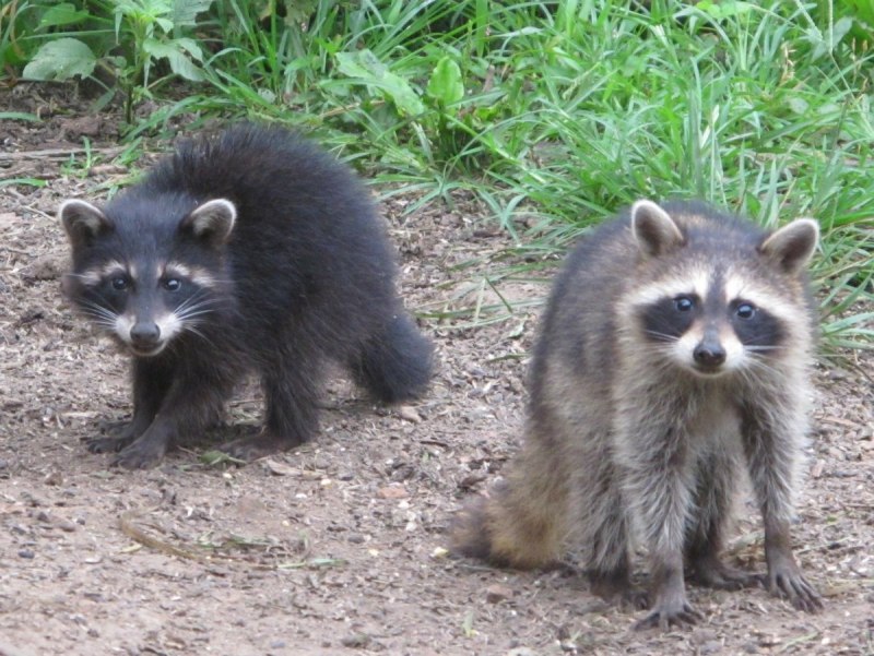 Енот полоскун субтропики