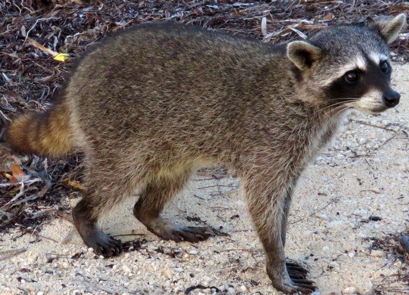 Косумельский енот