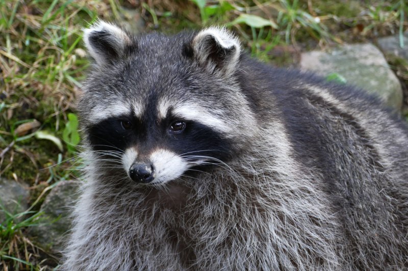 Енот Ракоед АГУАРА