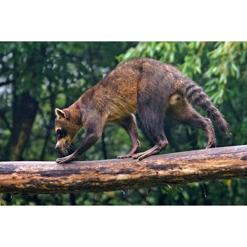 Енот плывет