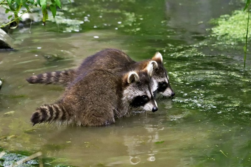 Енот Ракоед и енот полоскун