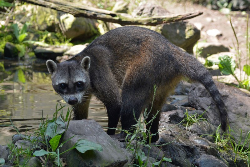 Енот крабоед
