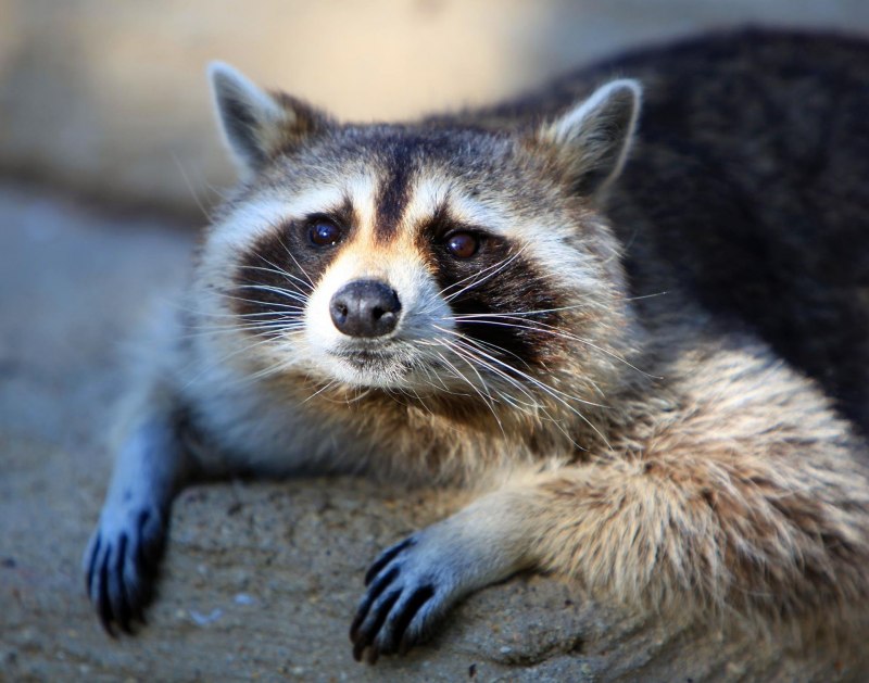 Енот обнимашки