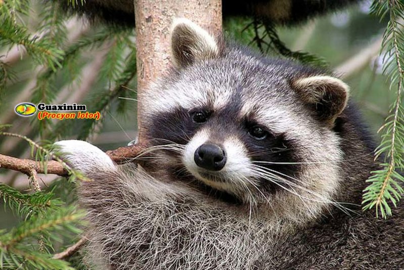 Тресмариасский енот