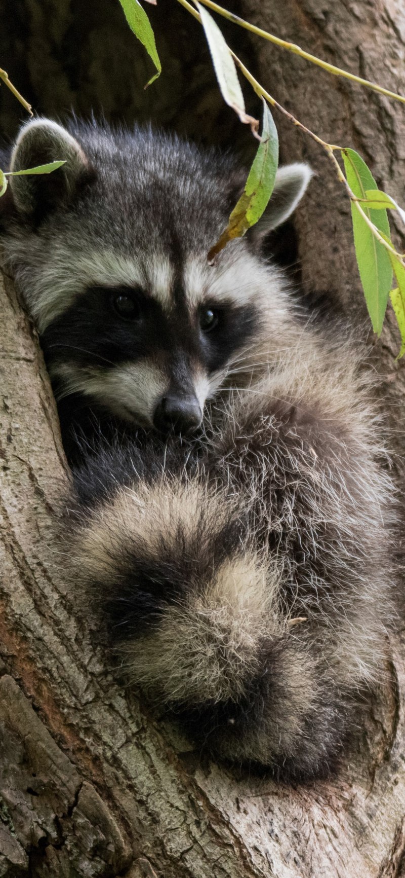 Черный енот полоскун