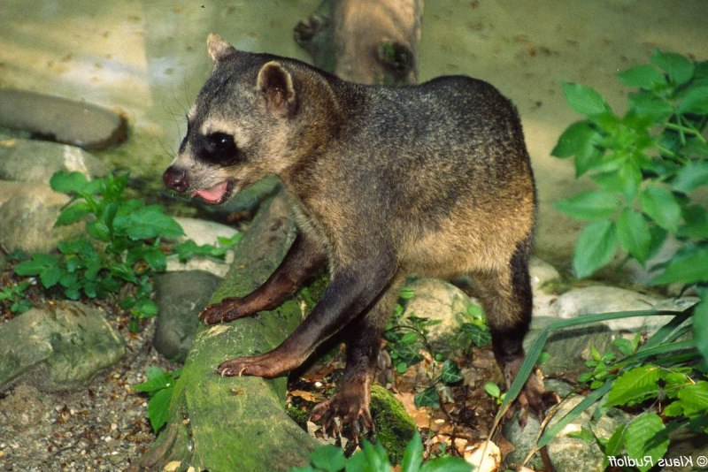 Косумельский енот