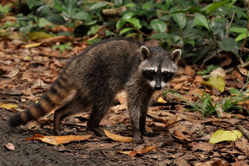 Косумельский енот