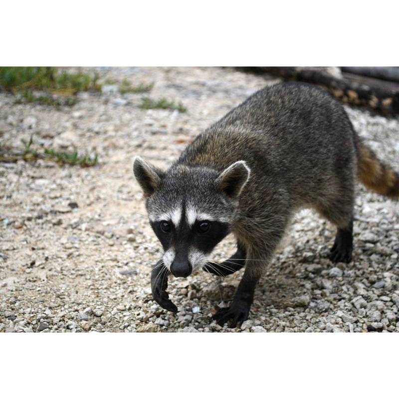 Енот-полоскун (Procyon lotor)