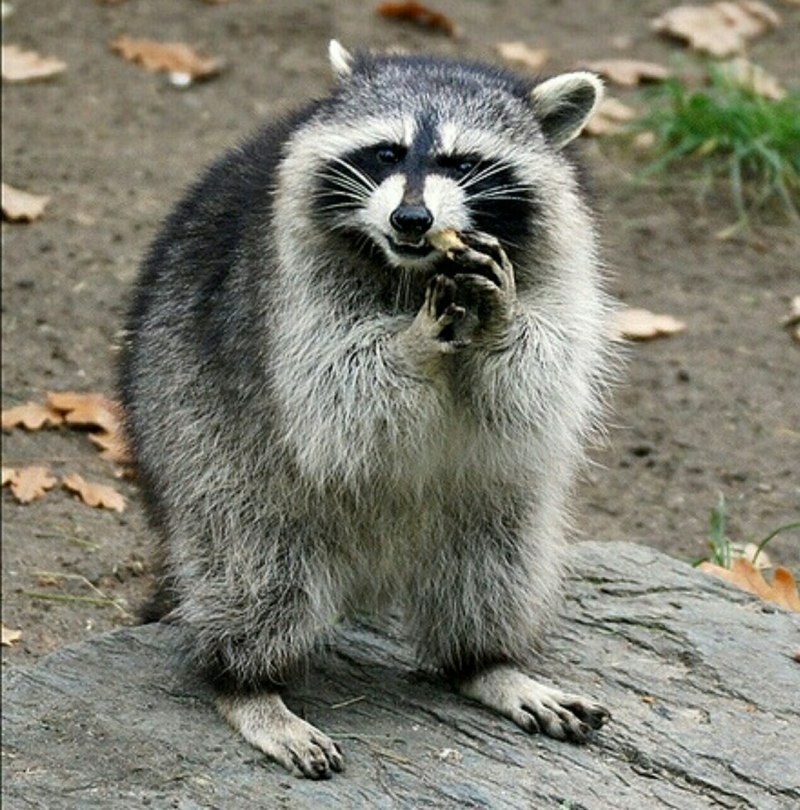 Северный енот Мексика Канада