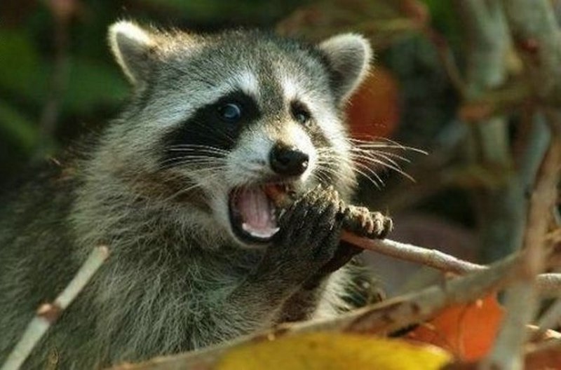 Карликовый енот