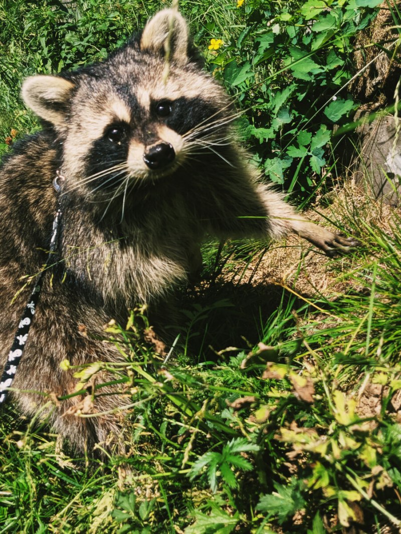Гваделупский енот
