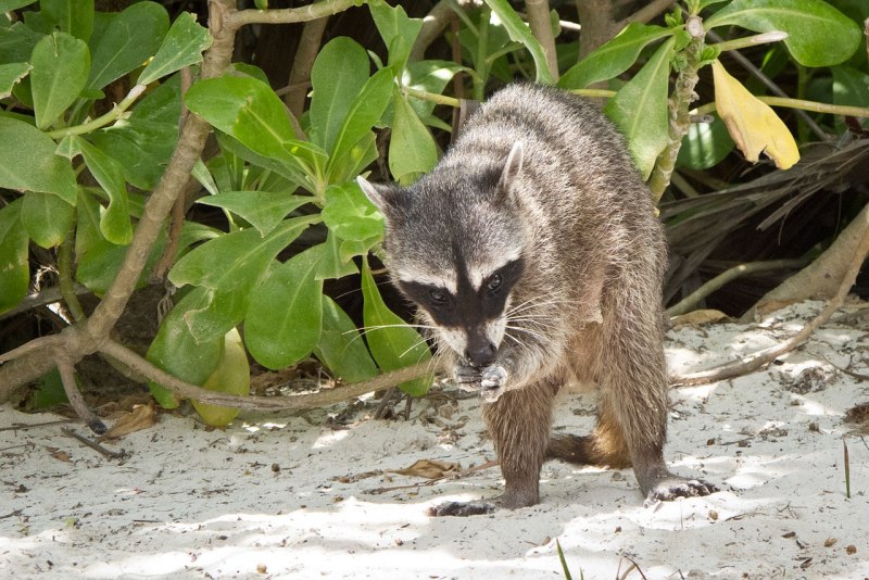 Гваделупский енот